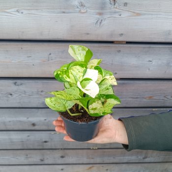 Epipremnum (Potosovec) ´HAPPY LEAF´ - kont. C1L, výška 10-15 cm, Ø 20-25 cm